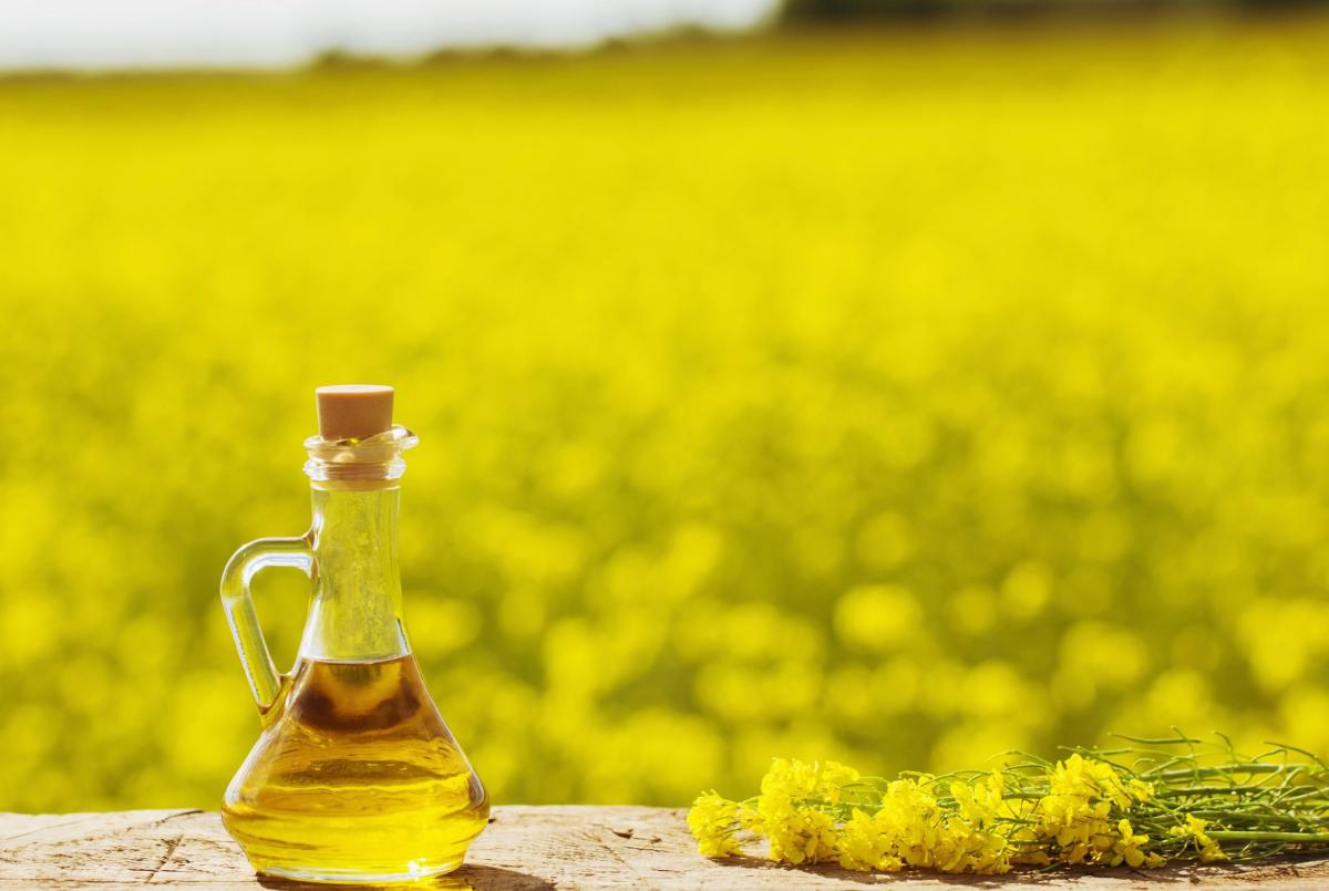 Производство рапсового масла в РФ за 5 лет выросло в 2,2 раза