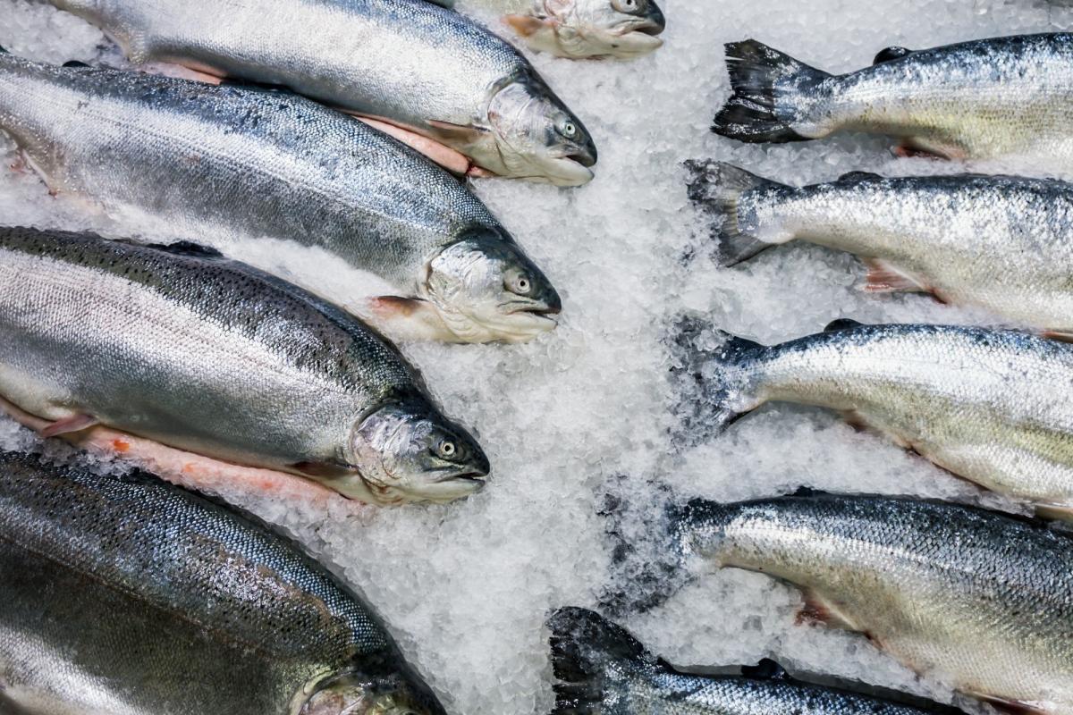 На Камчатке в 2023 году вылов лососей может превысить 380 тыс. т