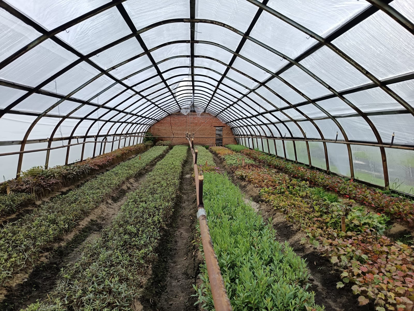 Хозяйства Бакчарского района Томской области успешно развивают сельхоздеятельность