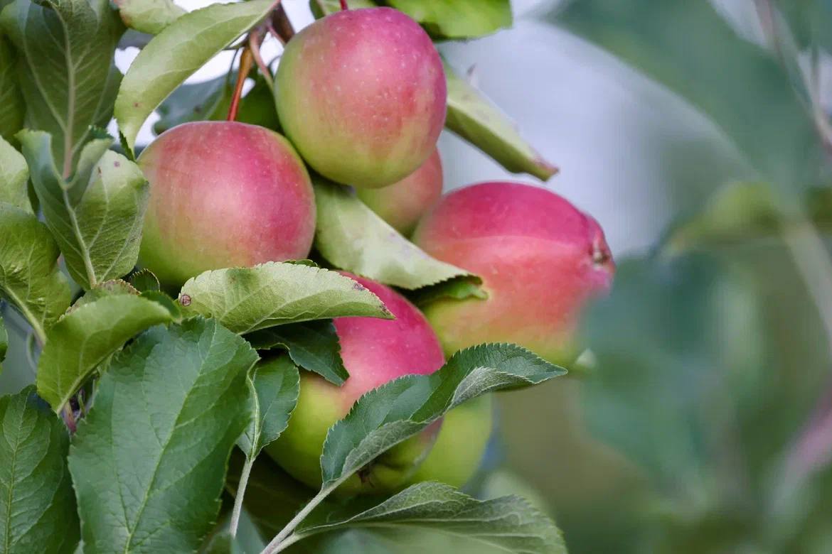 Аграрии собрали более 85 тысяч тонн яблок