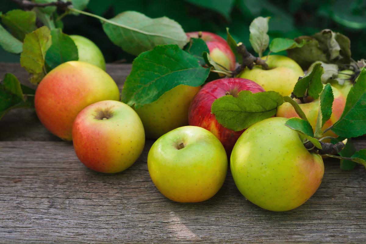 Около 2,1 млн т плодов и ягод планируется собрать в РФ в 2025 году — Лут