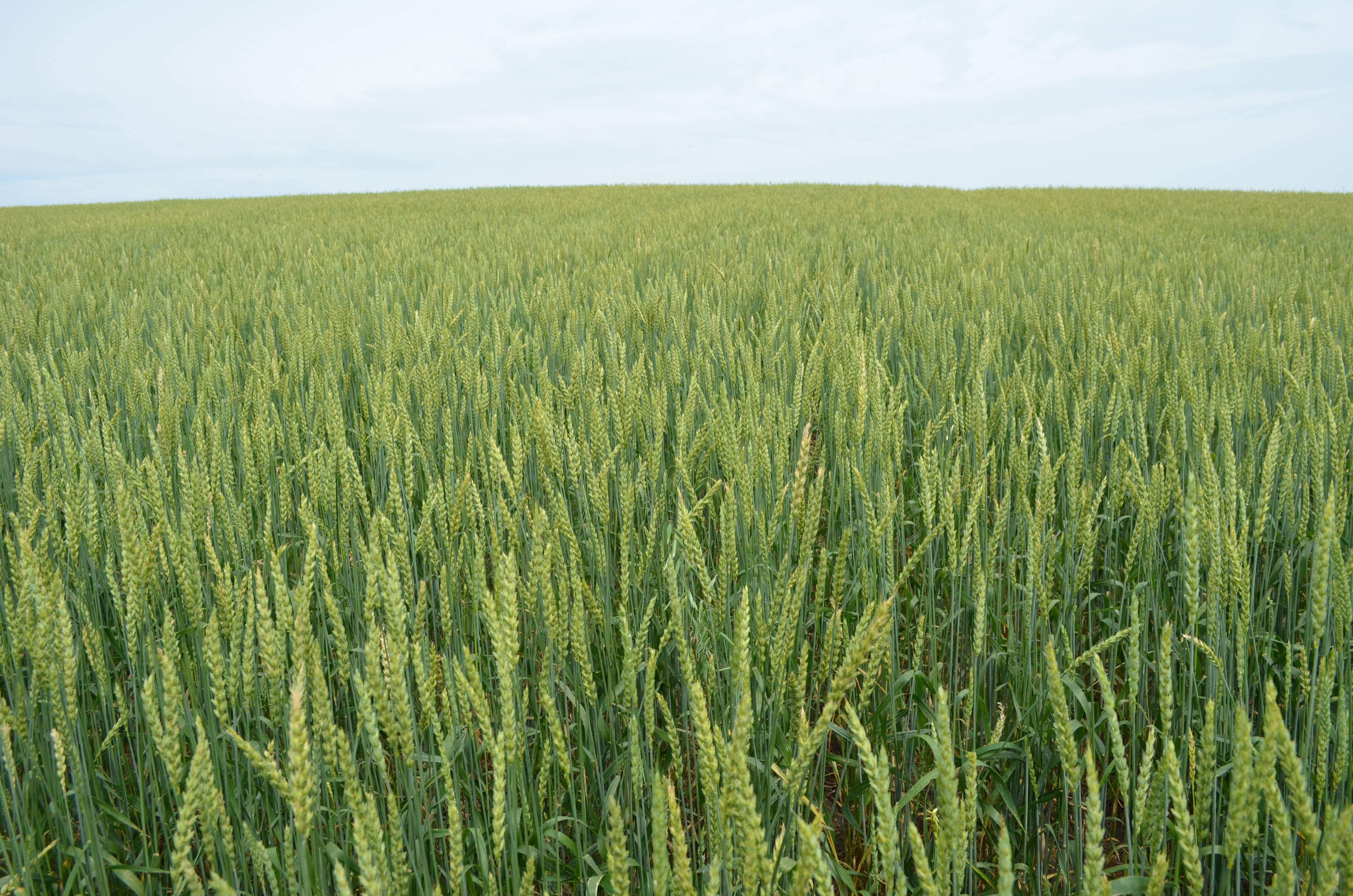 Хозяйствам Забайкалья компенсировали 25,5 млн. рублей на затраты по агрострахованию