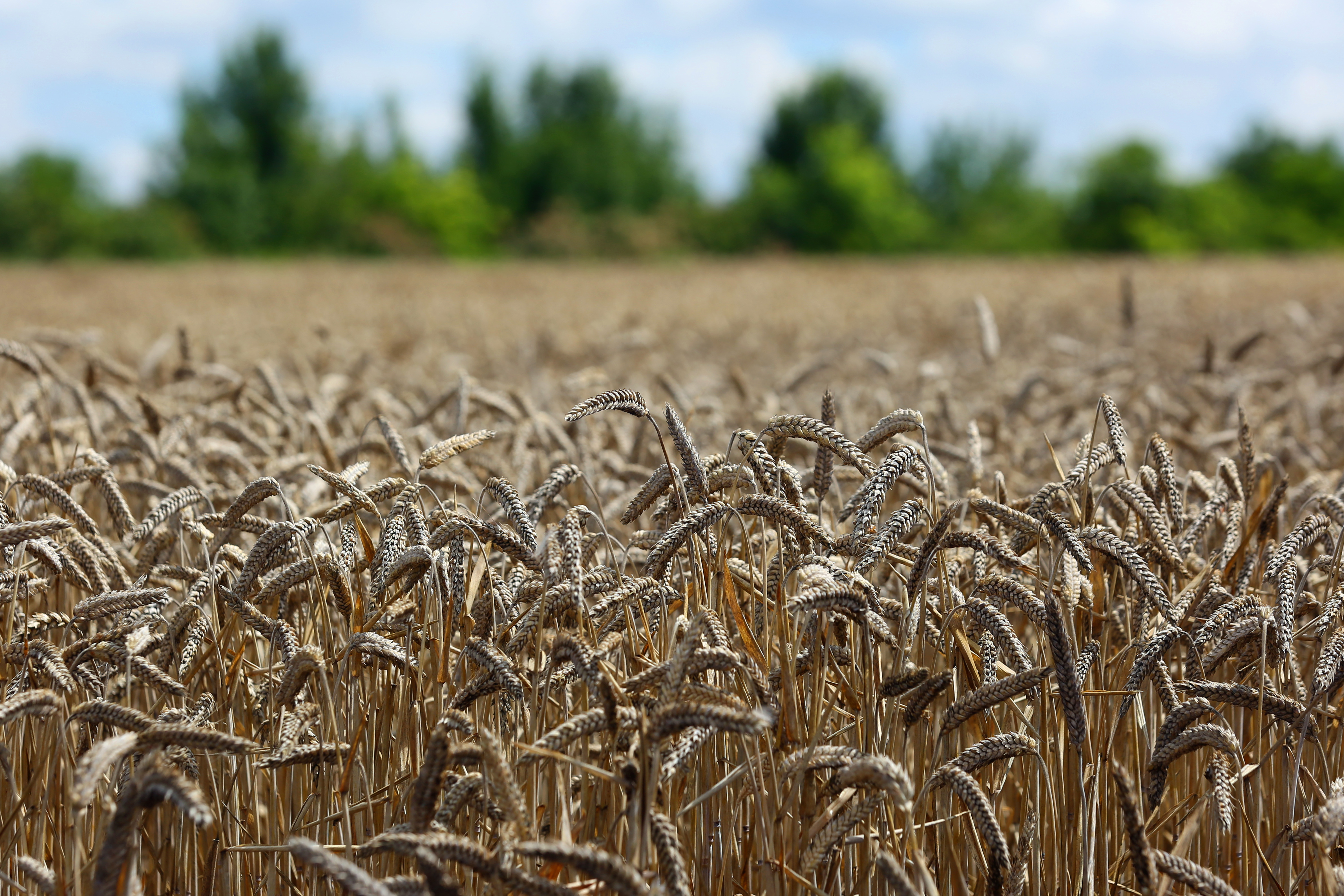 More crops. Пшеница Рязанской области. Агроновости. Посевный район пшеница России. Надзор зерна.