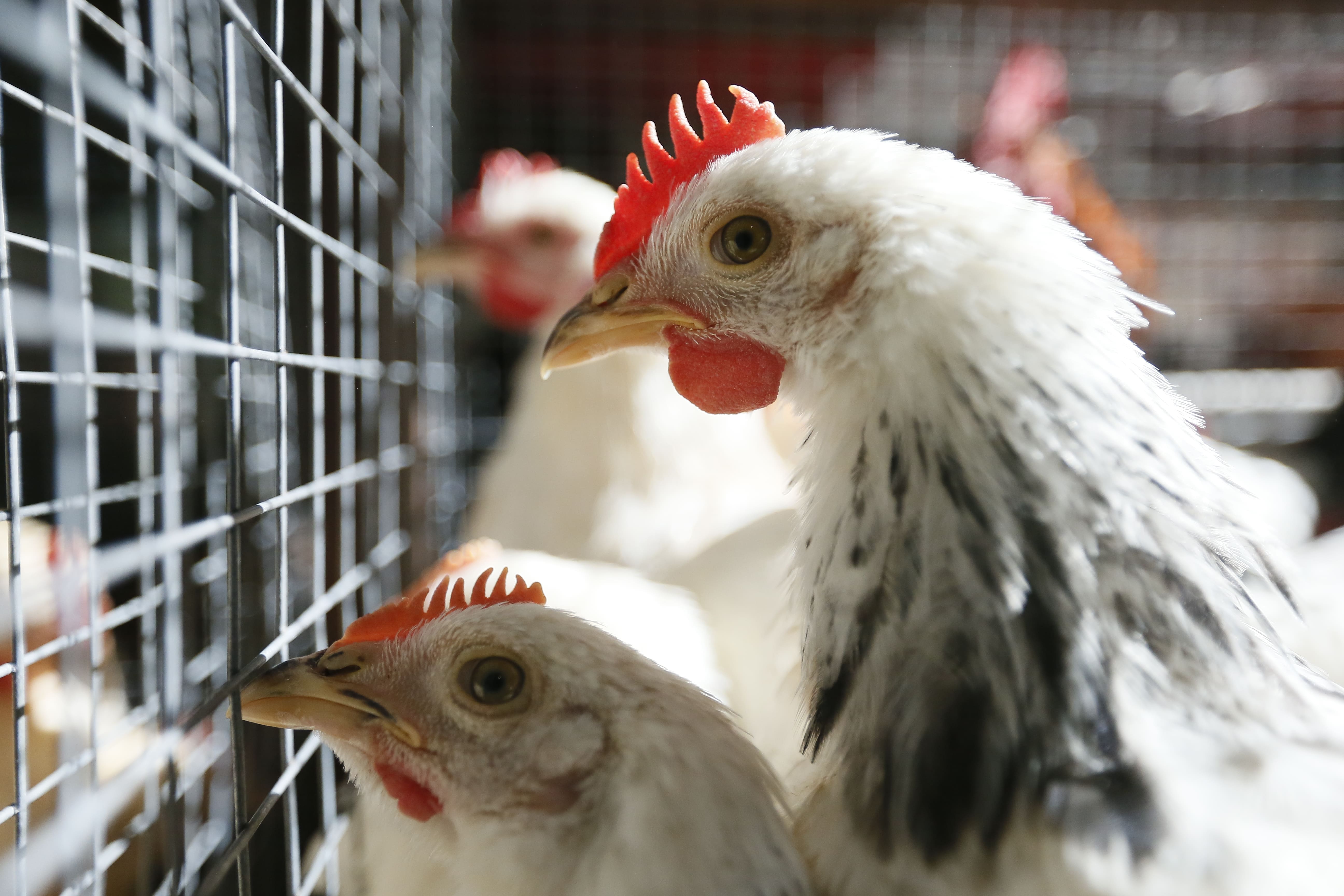 Производство мяса выросло на 8,7% в Кабардино-Балкарии