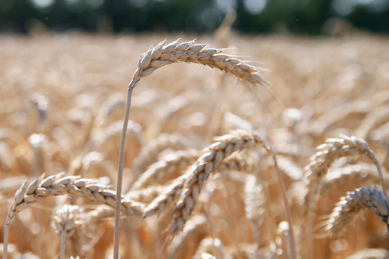 В Минсельхозе обсудили вопросы совершенствования сортоиспытательной деятельности