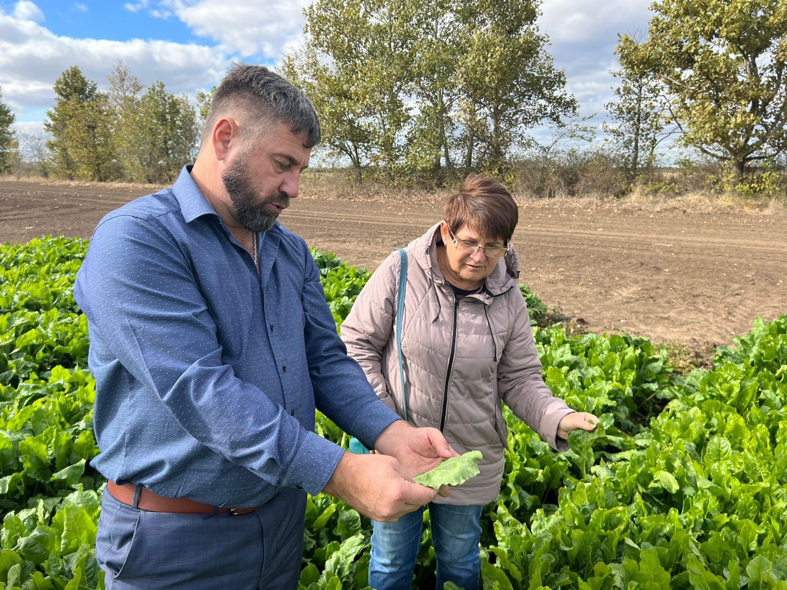 Крымские аграрии подготавливают семенники сахарной свёклы к зимовке