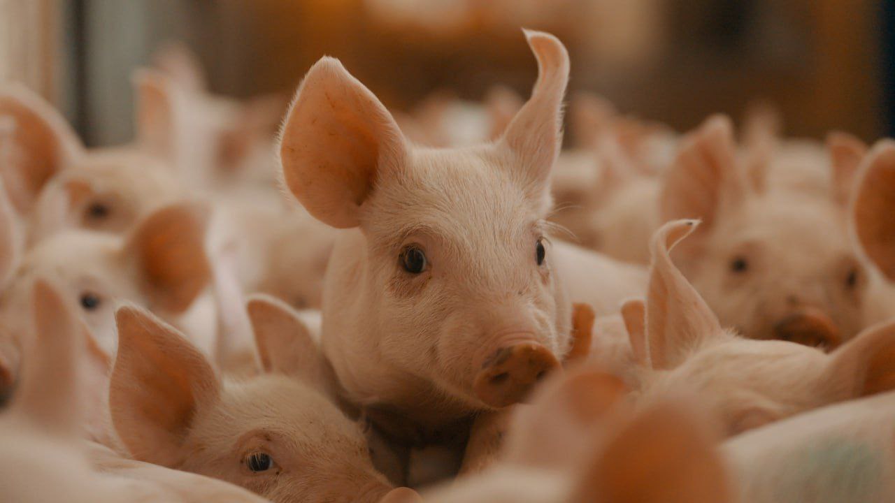 Кузбасс достиг полной самообеспеченности по производству свинины