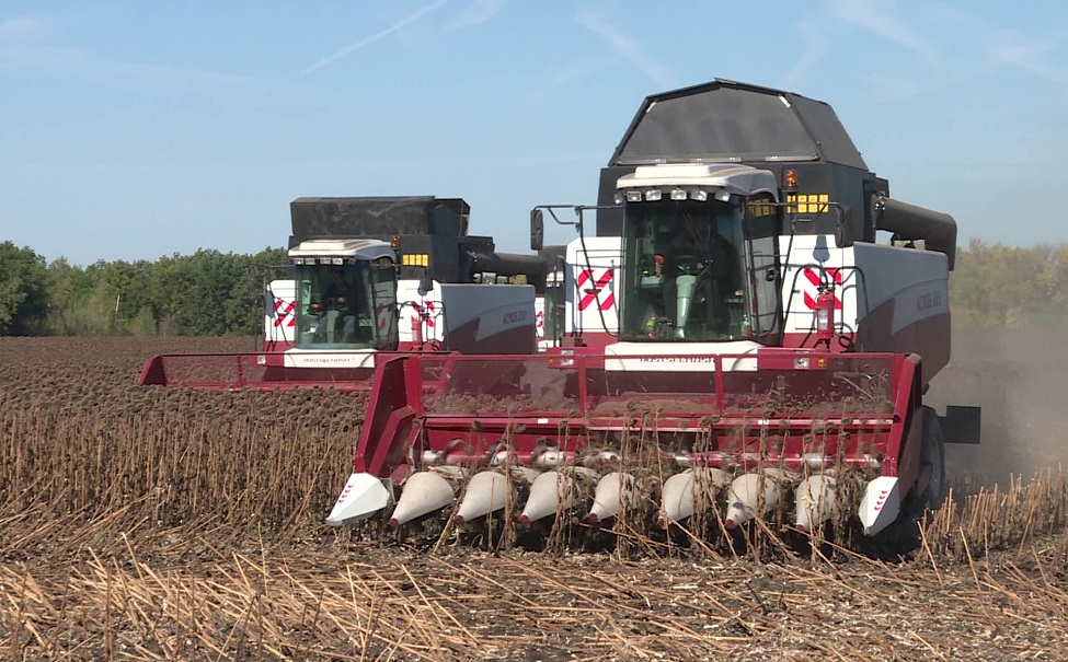 Урожай масличных культур в Липецкой области приближается к 900 тысячам тонн