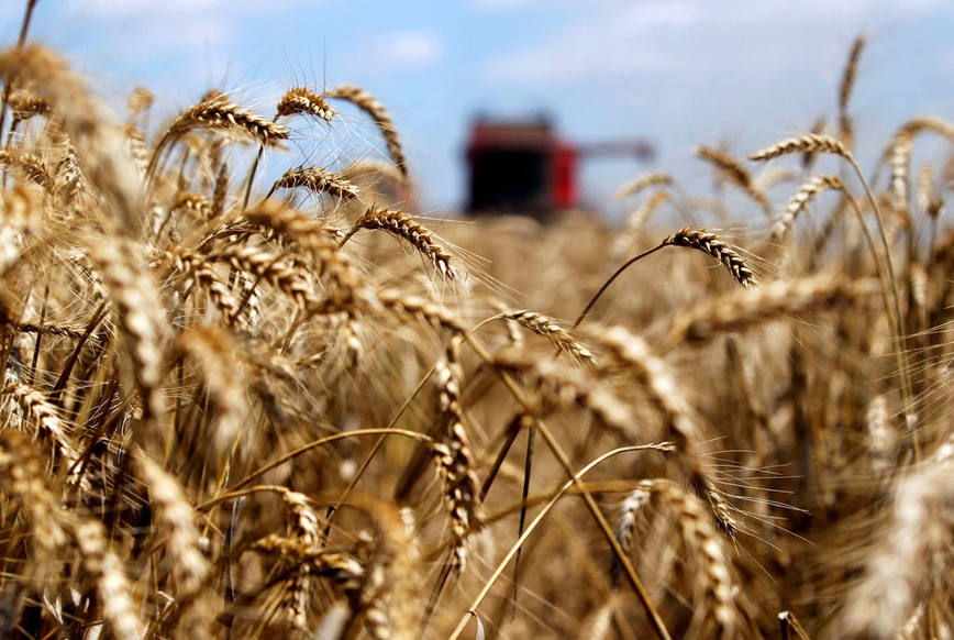 Саратовская область уверенно лидирует по сбору зерна урожая-2023 в ПФО