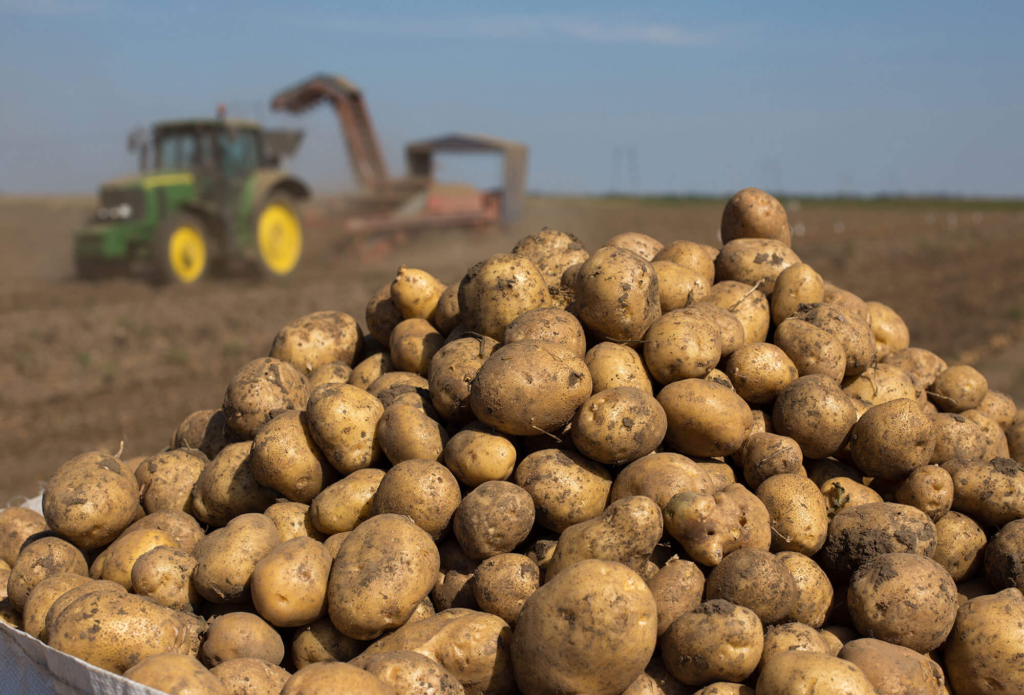 В Саратовской области завершается уборка картофеля
