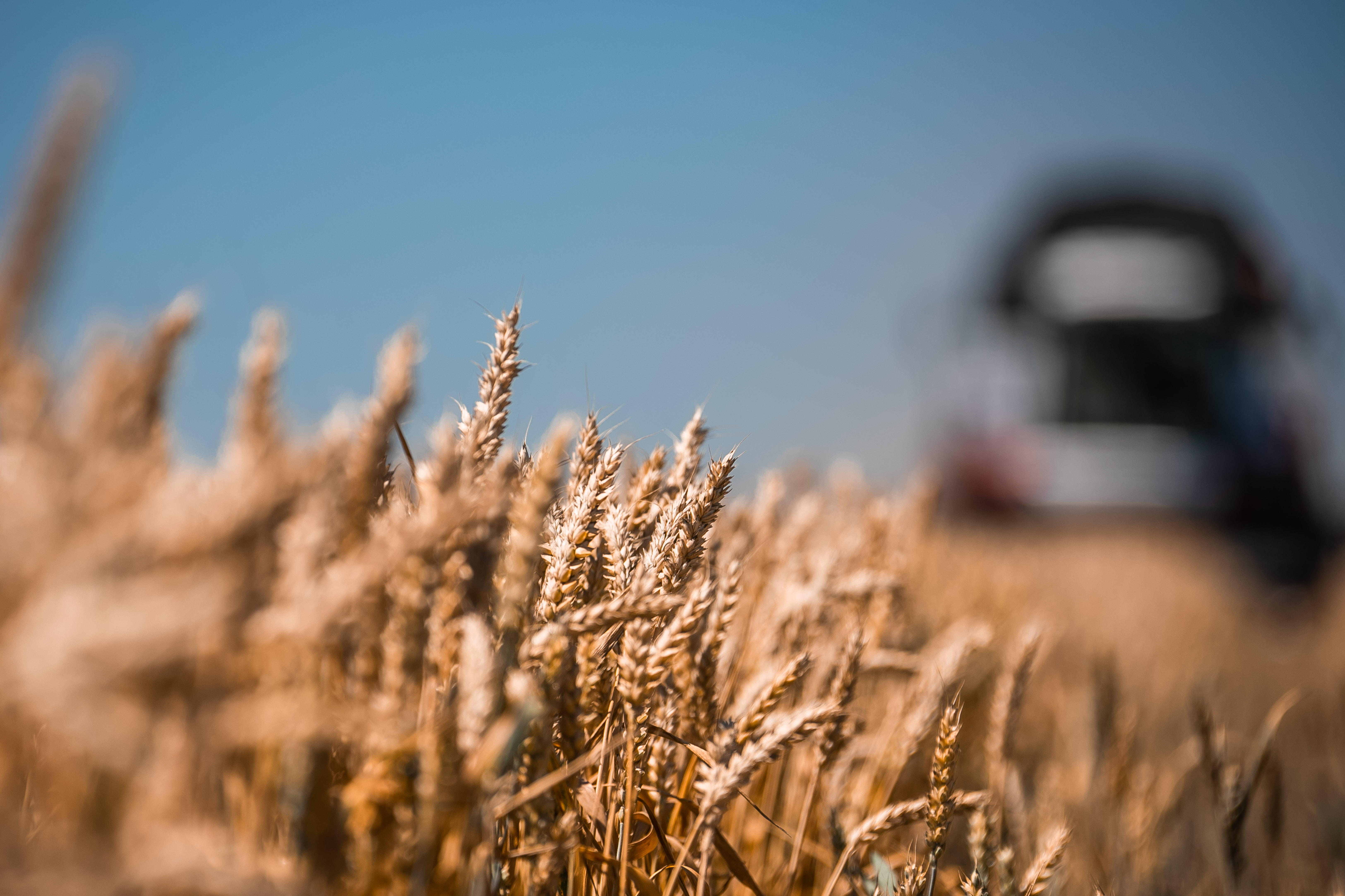 Два миллиона тонн зерновых и зернобобовых собрали липецкие аграрии