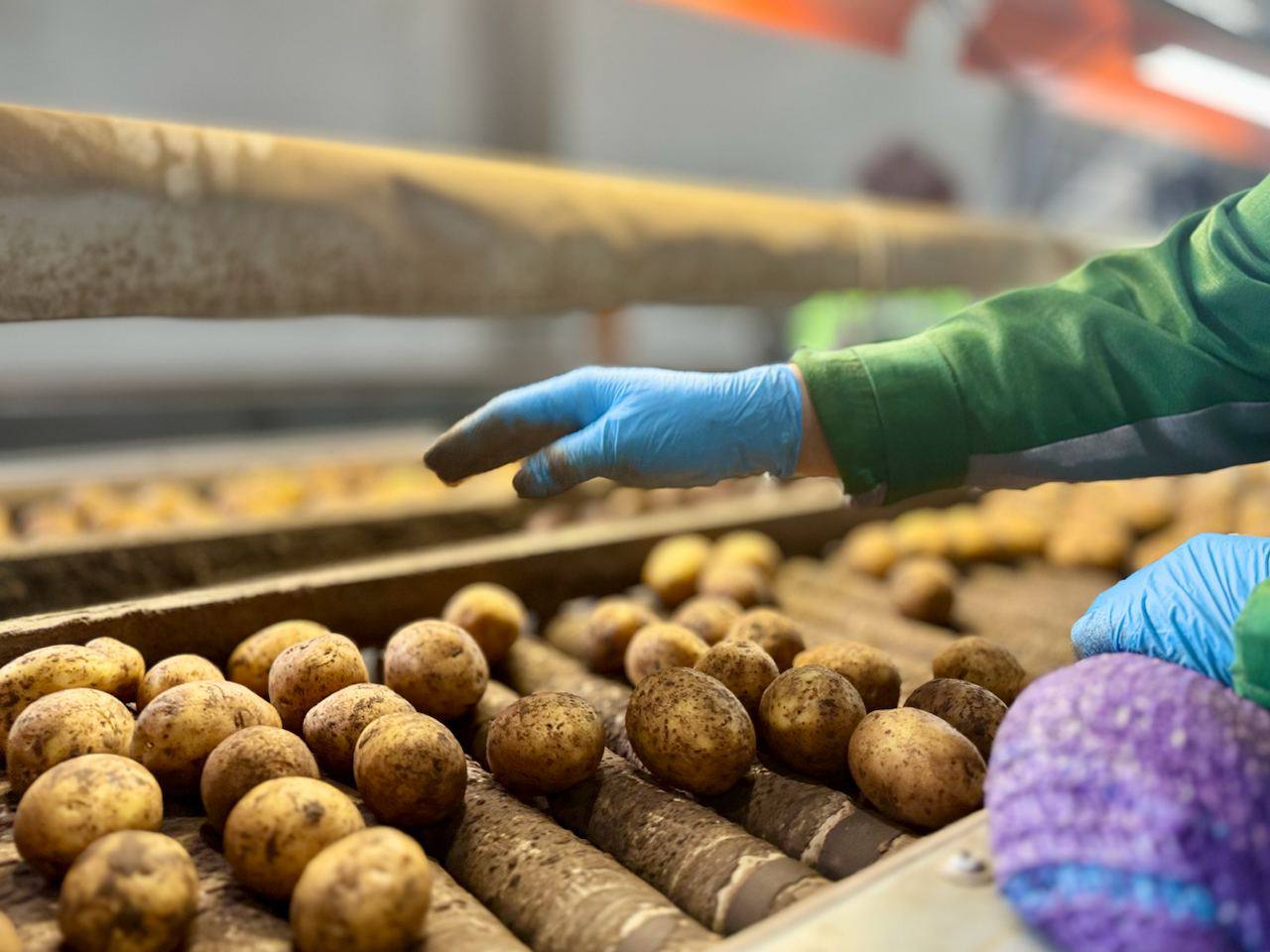 В Подмосковье в этом году планируется завершить строительство картофеле- и овощехранилищ мощностью более 22 тысяч тонн