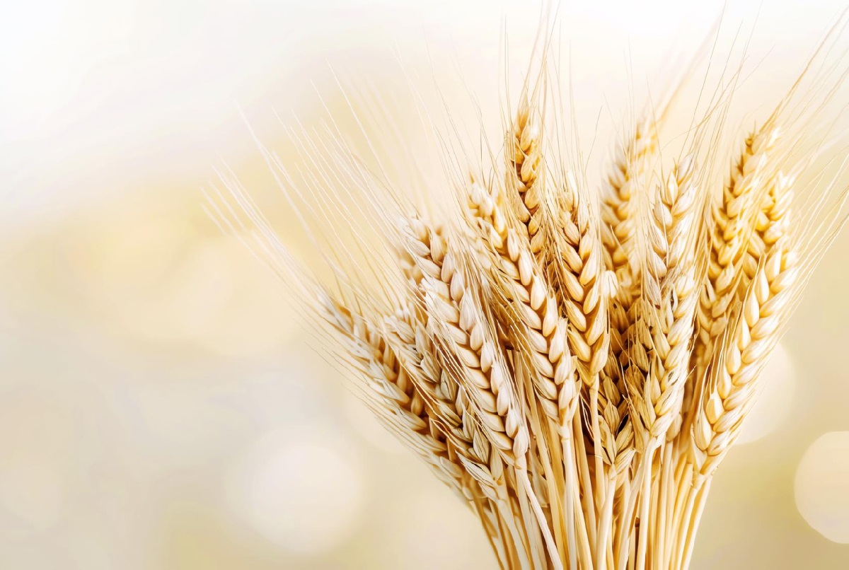 С начала сельхозгода 1 тыс. белгородских производителей зерна оформили 33,3 тыс. СДИЗ в ФГИС «Зерно»