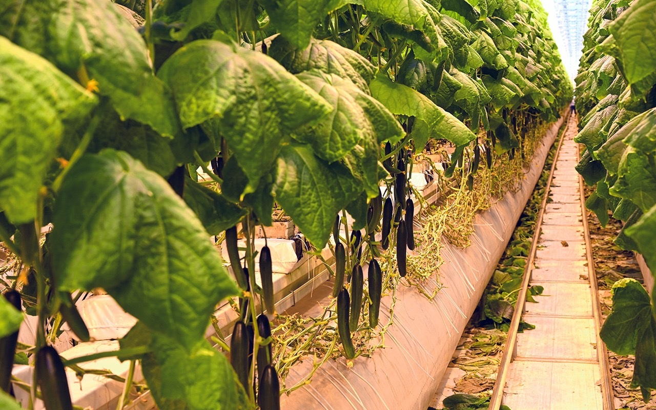 117 тысяч тонн овощей собрано в Липецкой области 