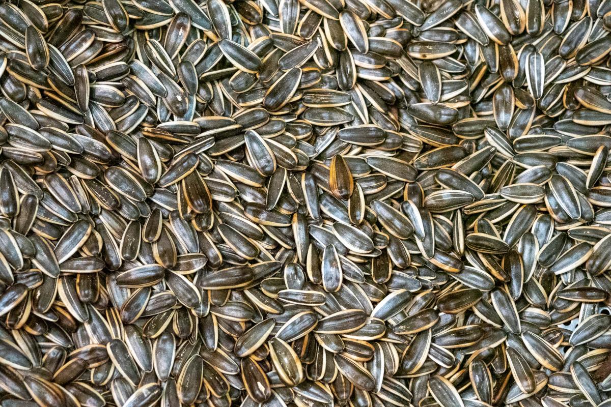 Доля семян подсолнечника российской селекции в 2025 году превысит 50% — эксперт