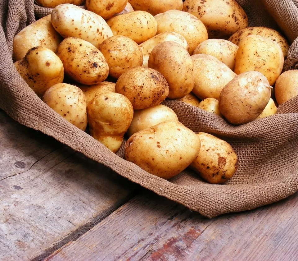 Валовой сбор раннего картофеля в России на треть выше прошлогоднего