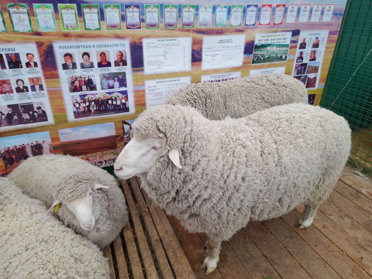 Овцеводы из шести регионов примут участие во Всероссийской выставке в Чите