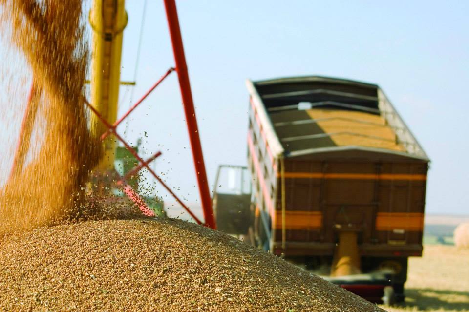 Распределено 150 тыс. тонн дополнительной части тарифных квот на экспорт зерновых
