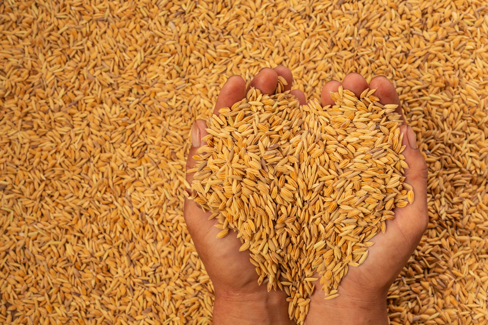 Белгородские аграрии внесли во ФГИС «Зерно» сведения о 7,6 млн т зерна и 152 тыс. т продуктов его переработки