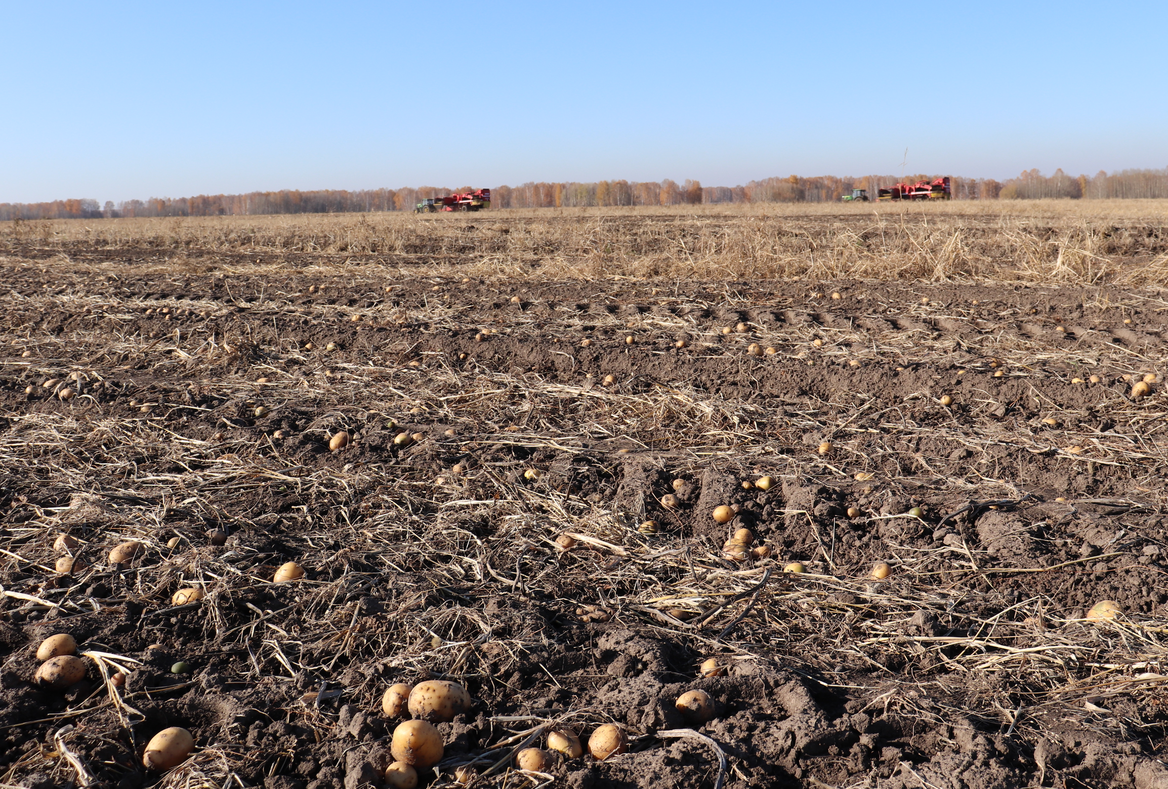 Сельхозпредприятия Новосибирской области завершают уборку картофеля