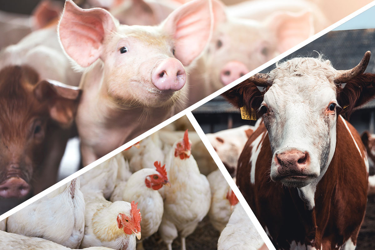 С 1 сентября в АПК РФ вступает в силу ряд законов и норм