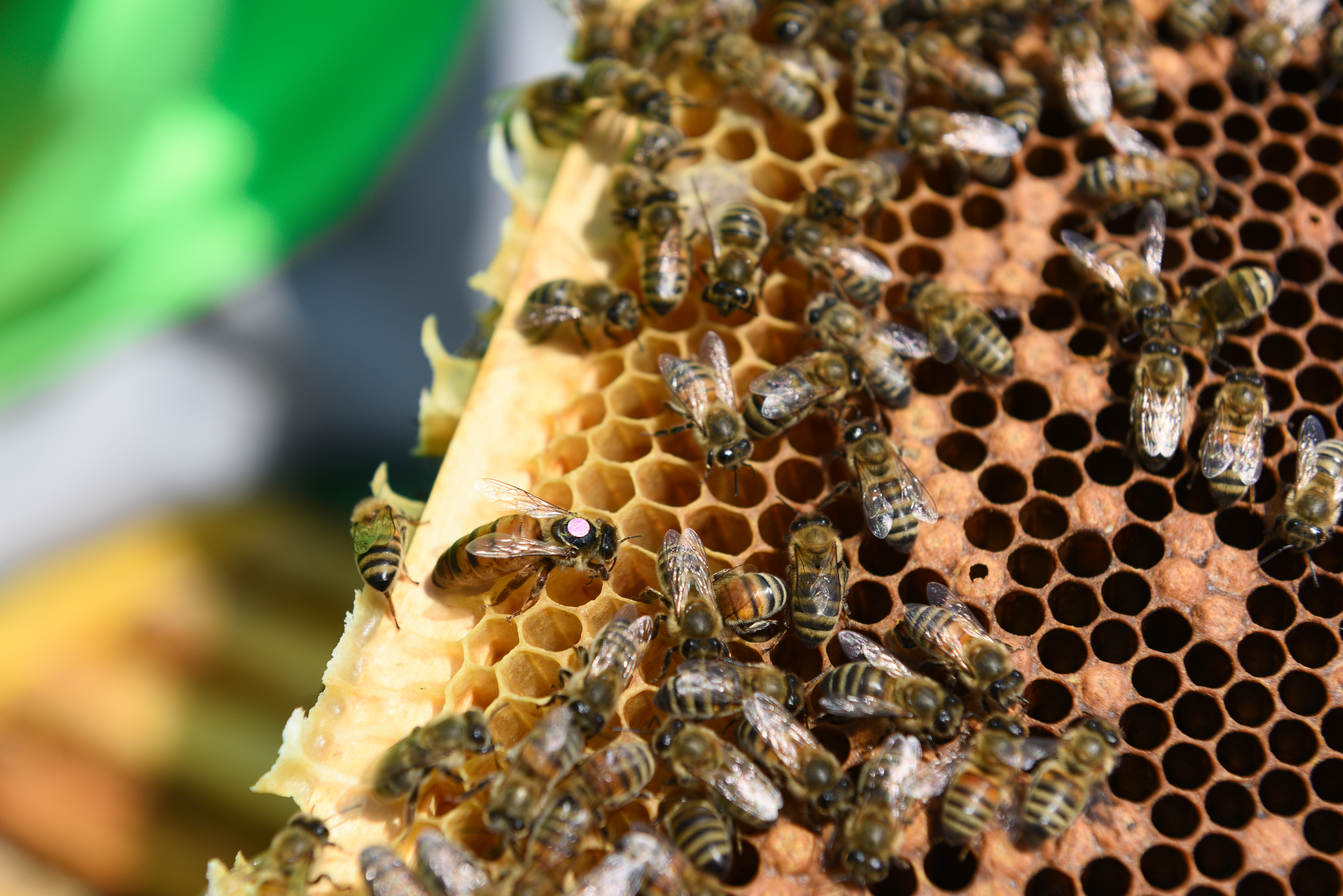 Томские пчеловоды отметили передовые технологии и опыт кооперации коллег из Кузбасса 