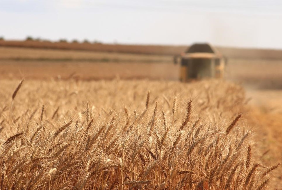 В Приморском крае началась уборка зерновых культур и овощей