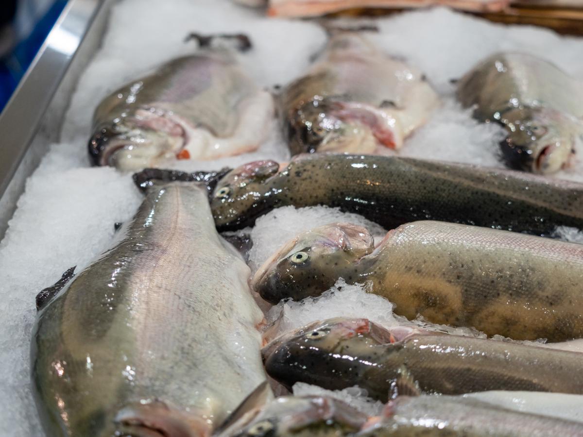 Производство товарной рыбы в Ярославской области в 2024 году выросло на 35%