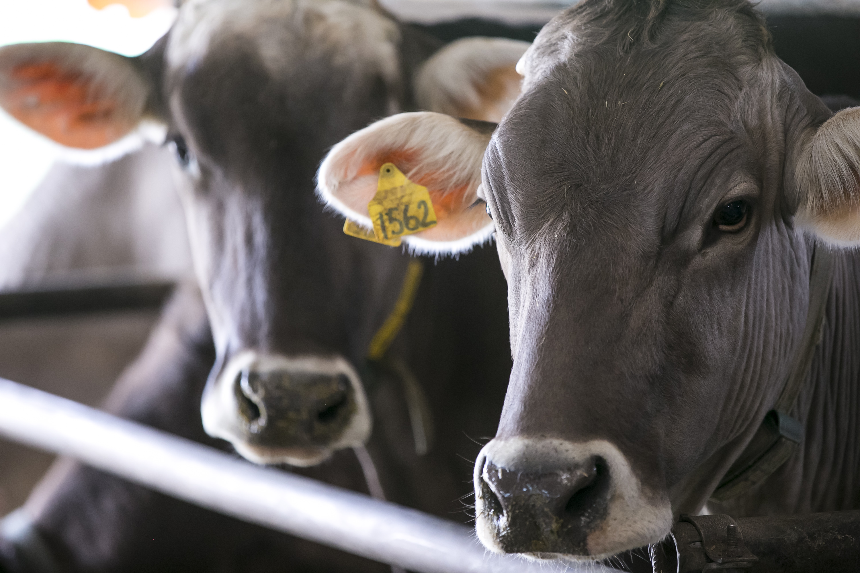 Животноводческие предприятия Херсонской области планируют увеличить поголовье сельскохозяйственных животных