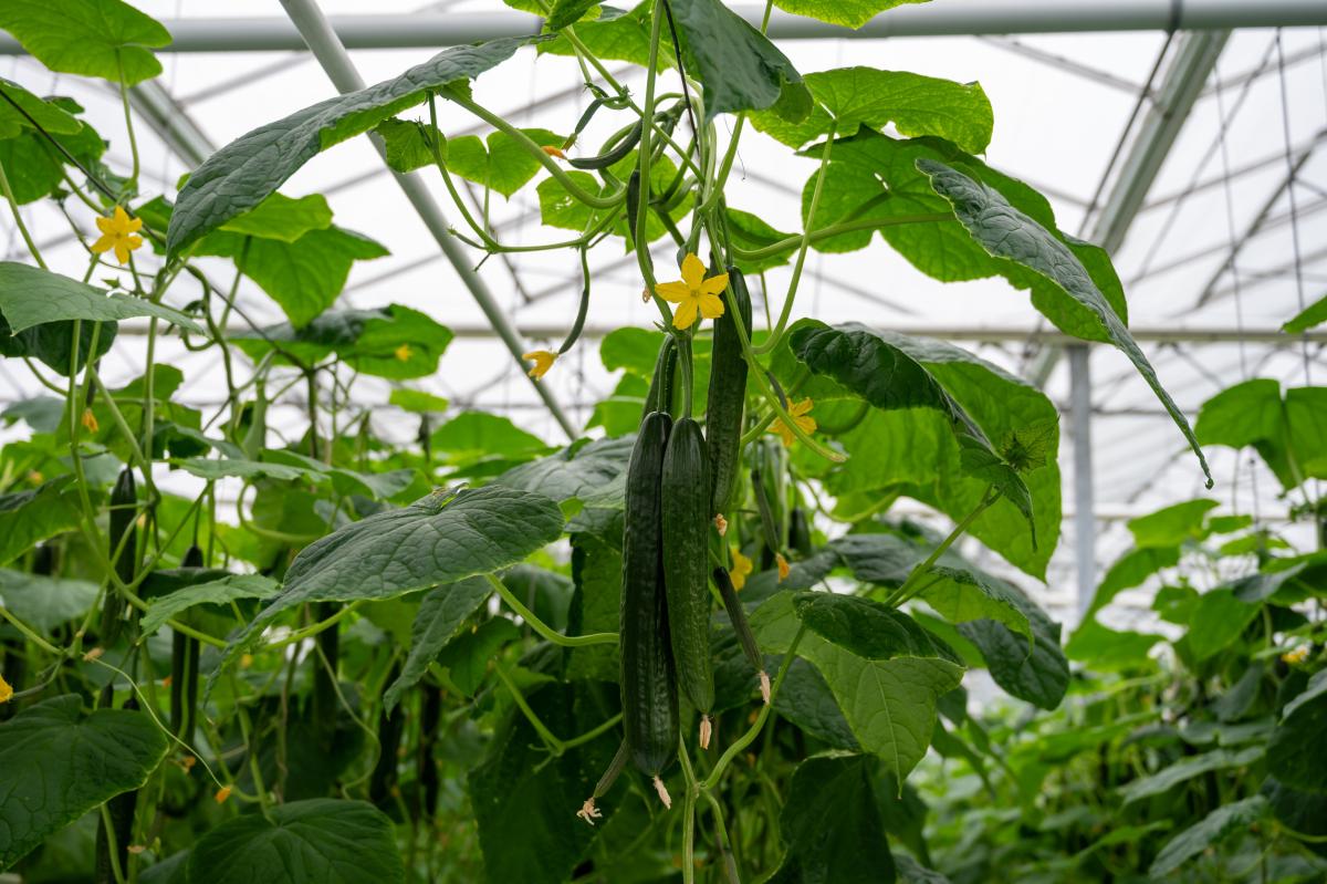 Российские аграрии нарастили производство тепличных овощей на 23% за пять лет — РСХБ