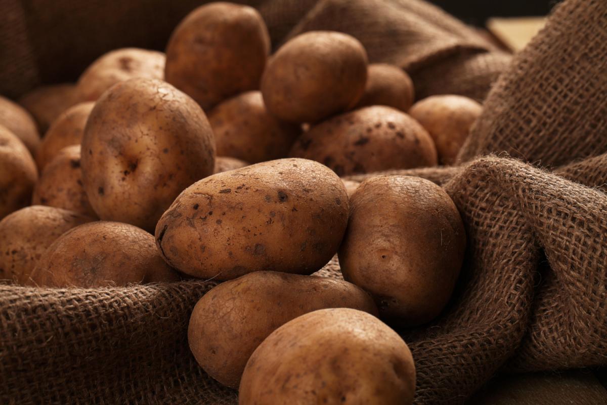 В рамках ФНТП ведется работа по созданию отечественных сортов картофеля для переработки 