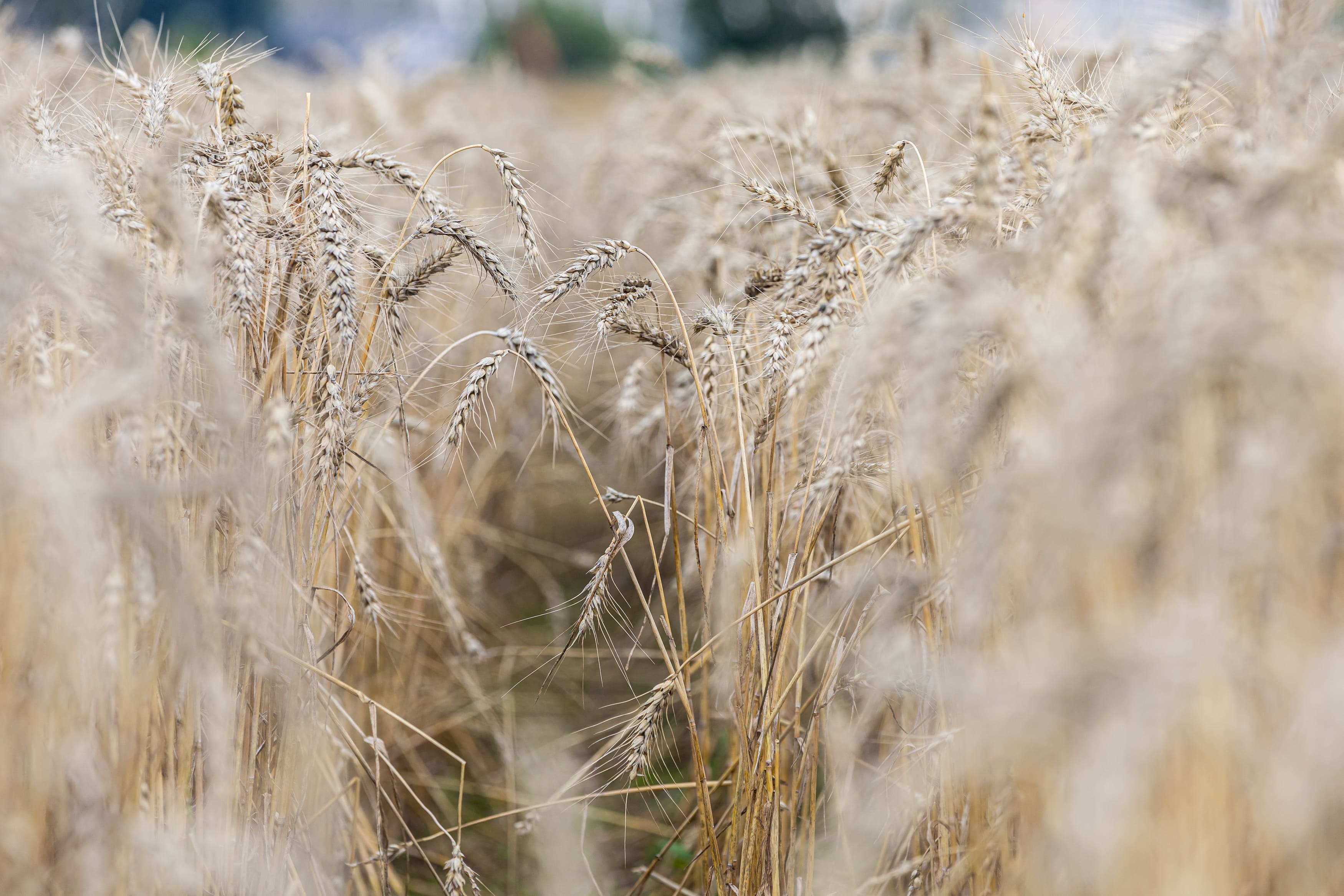 В Татарстане объем валовой продукции сельского хозяйства в 2025 году, по оценке, составит 401,3 млрд рублей
