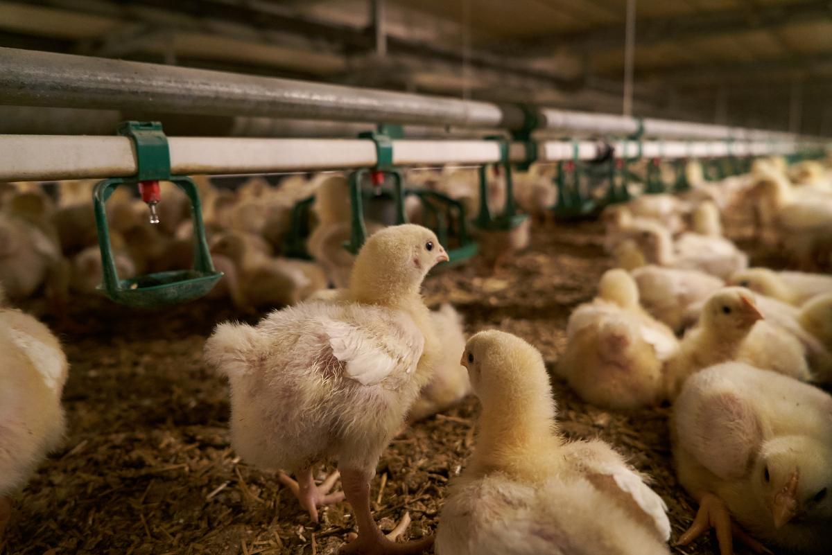 Экспорт будет основным драйвером развития птицеводства в РФ — эксперт