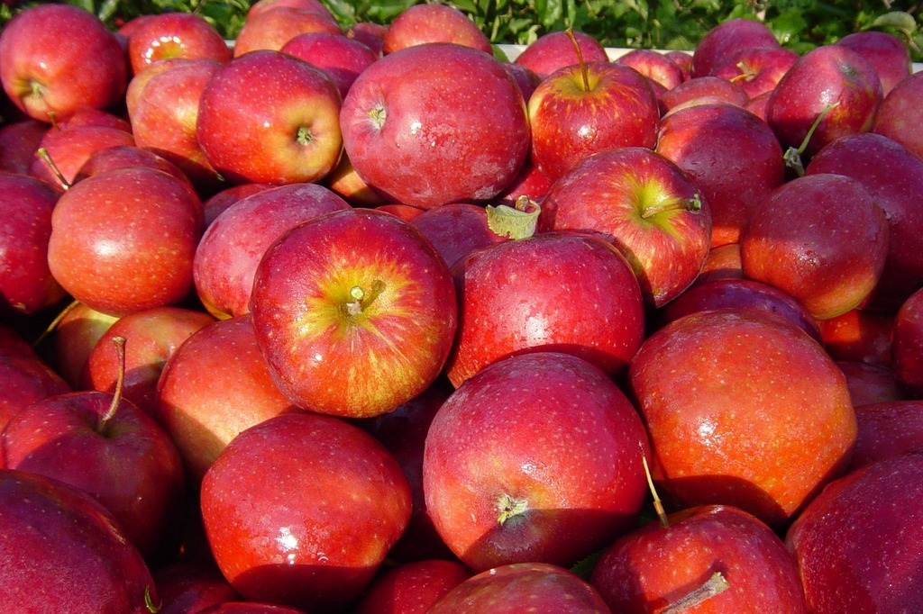 Садоводы Чеченской Республики приступают к сбору урожая