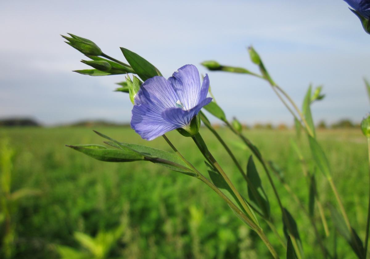 Россия может увеличить экспорт льняного масла в несколько раз — Масложировой союз