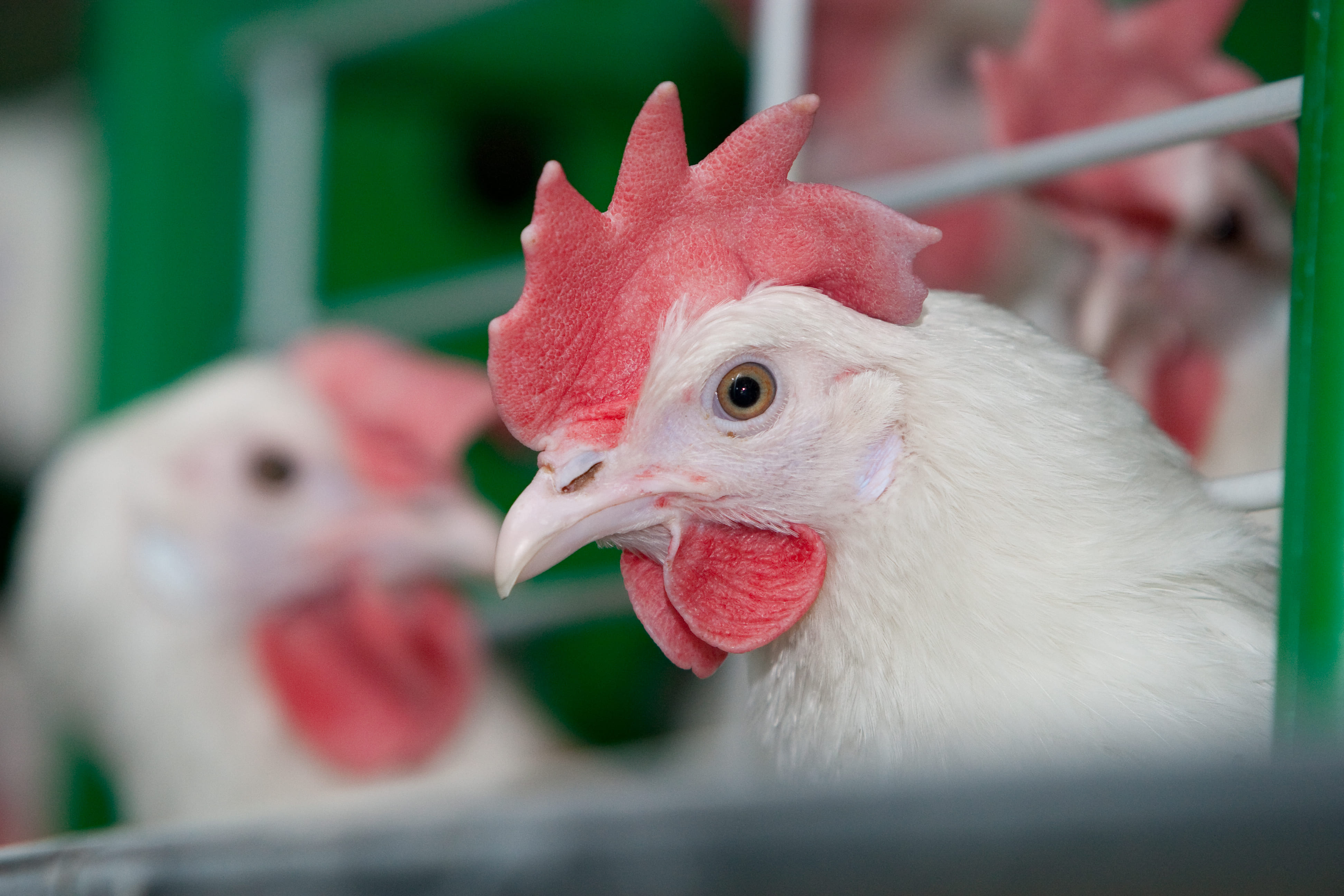 Сельхозорганизации Кабардино-Балкарии почти на 20% нарастили производство мяса