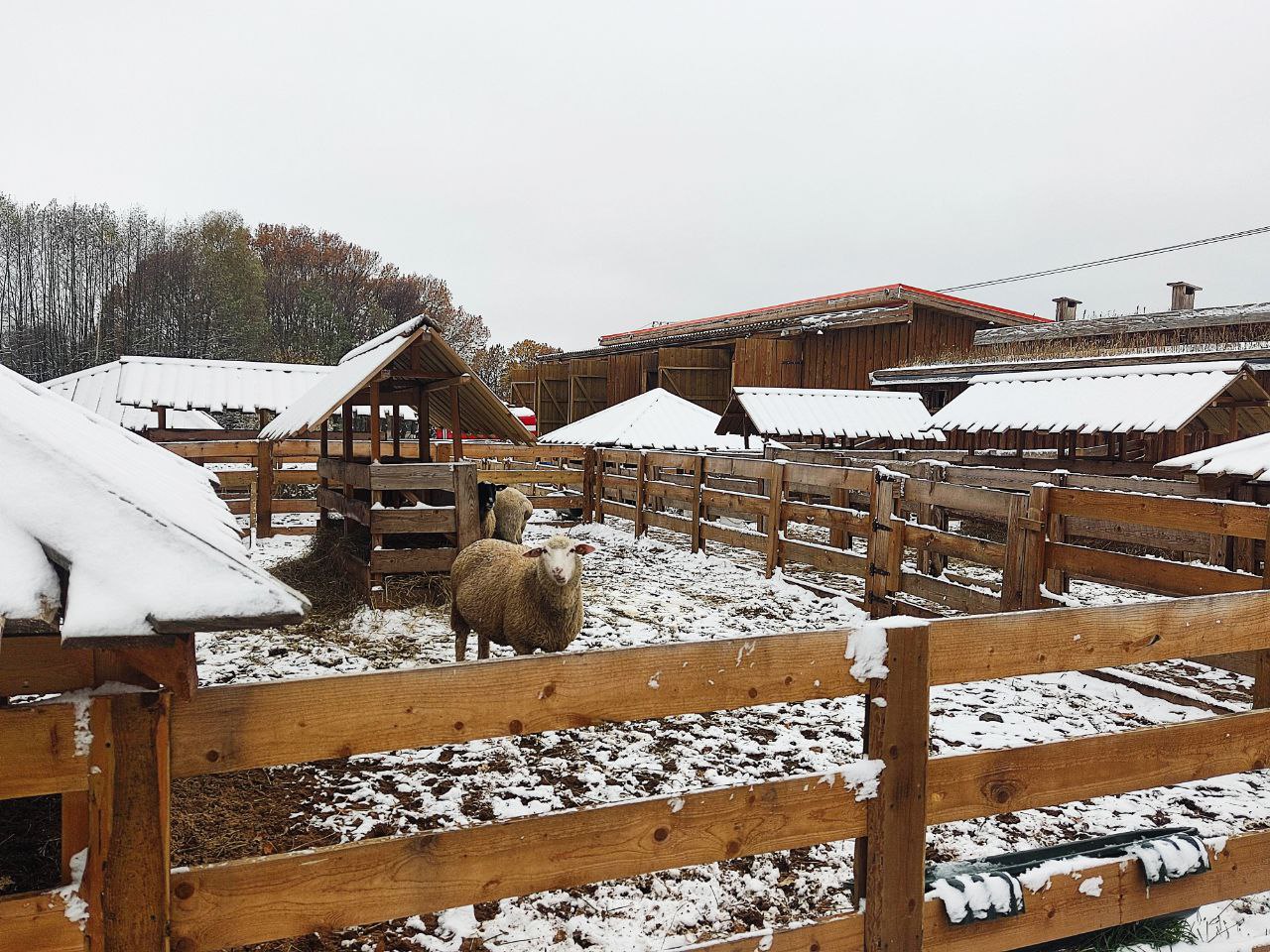 Проведены промежуточные итоги реализации инвестпроекта по овцеводству в подмосковном Серпухове