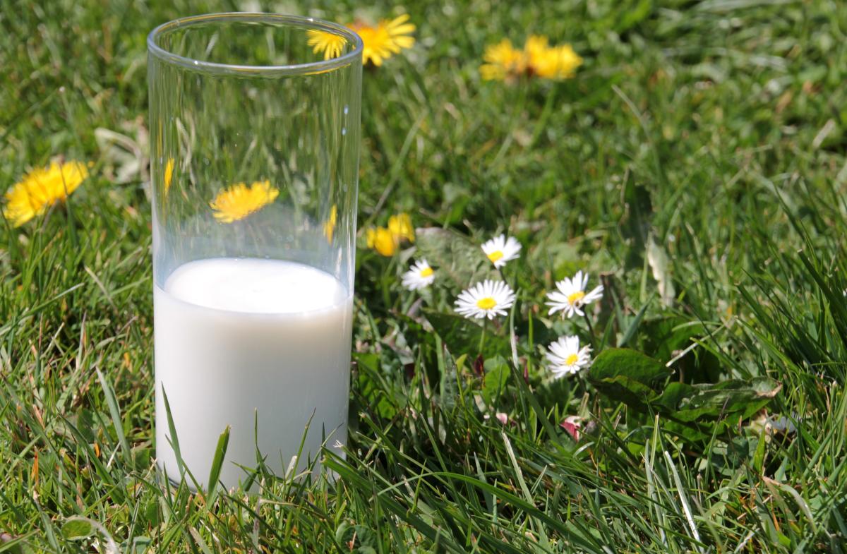 В Карелии выросло производство молока 