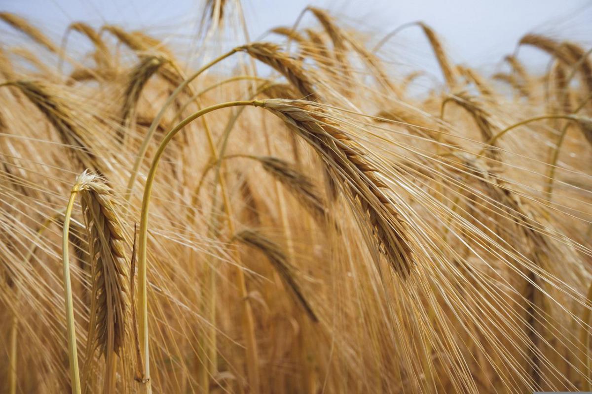 Россия приобрела на Национальной товарной бирже 17,55 тыс. т зерна с 1 по 26 августа