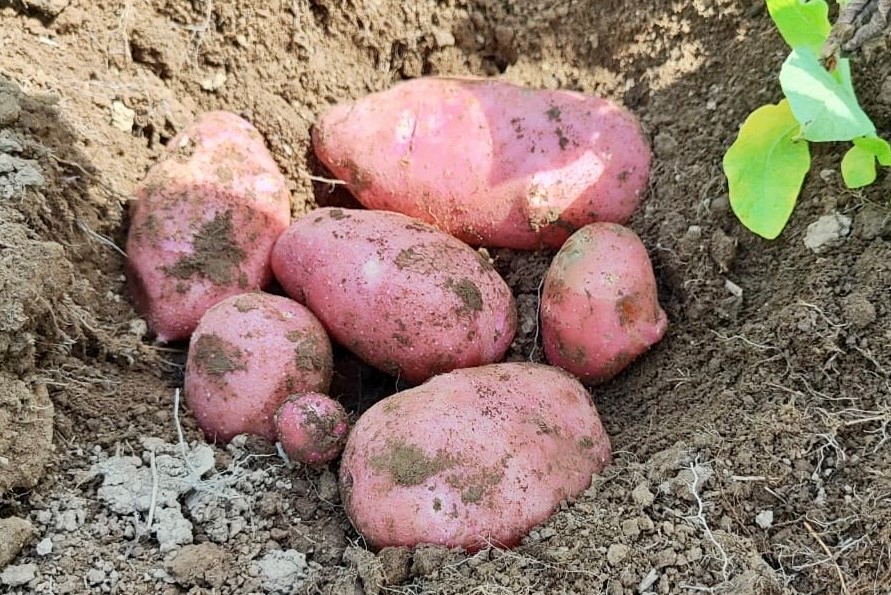 На Сахалине приступили к сбору картофеля