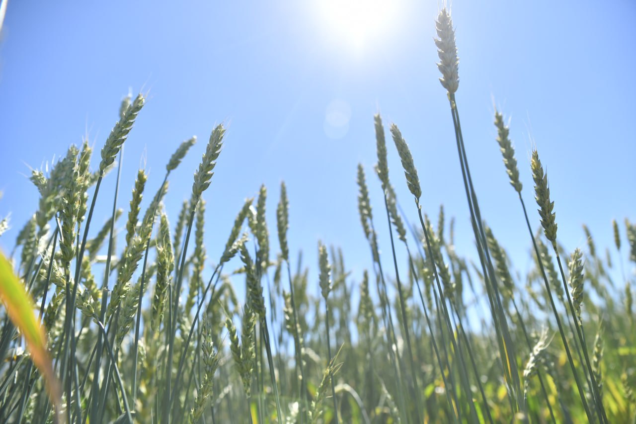 В Саратовской области валовой сбор зерна приближается к шести миллионам тонн