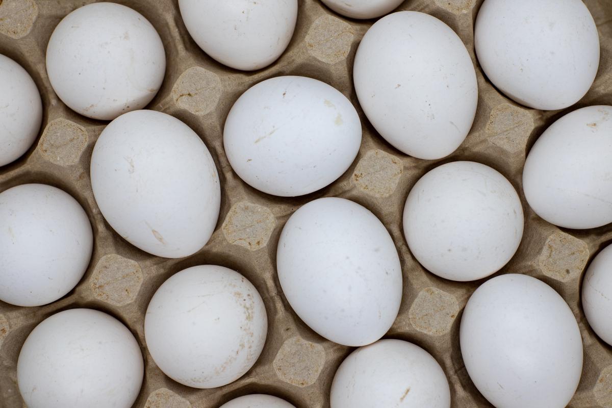 В Ингушетии производство яиц выросло на 13,6%
