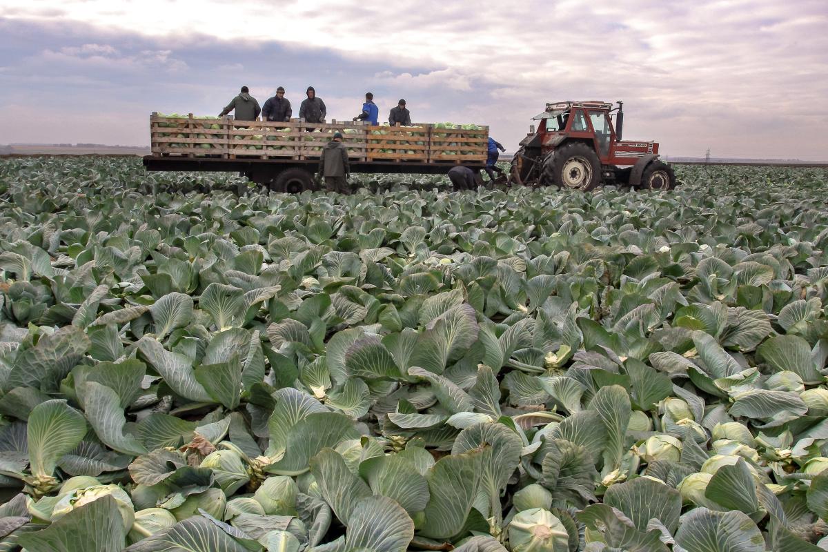 Доля Тюменской области в урожае овощей открытого грунта в УФО составила почти 40%