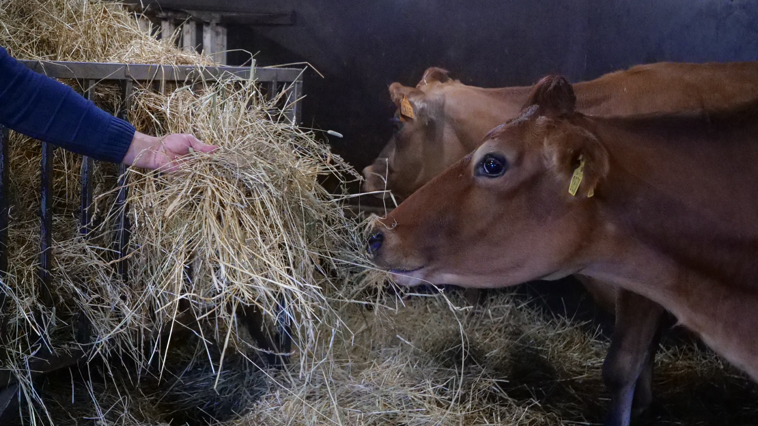 В племенных хозяйствах Подмосковья выросла молочная продуктивность