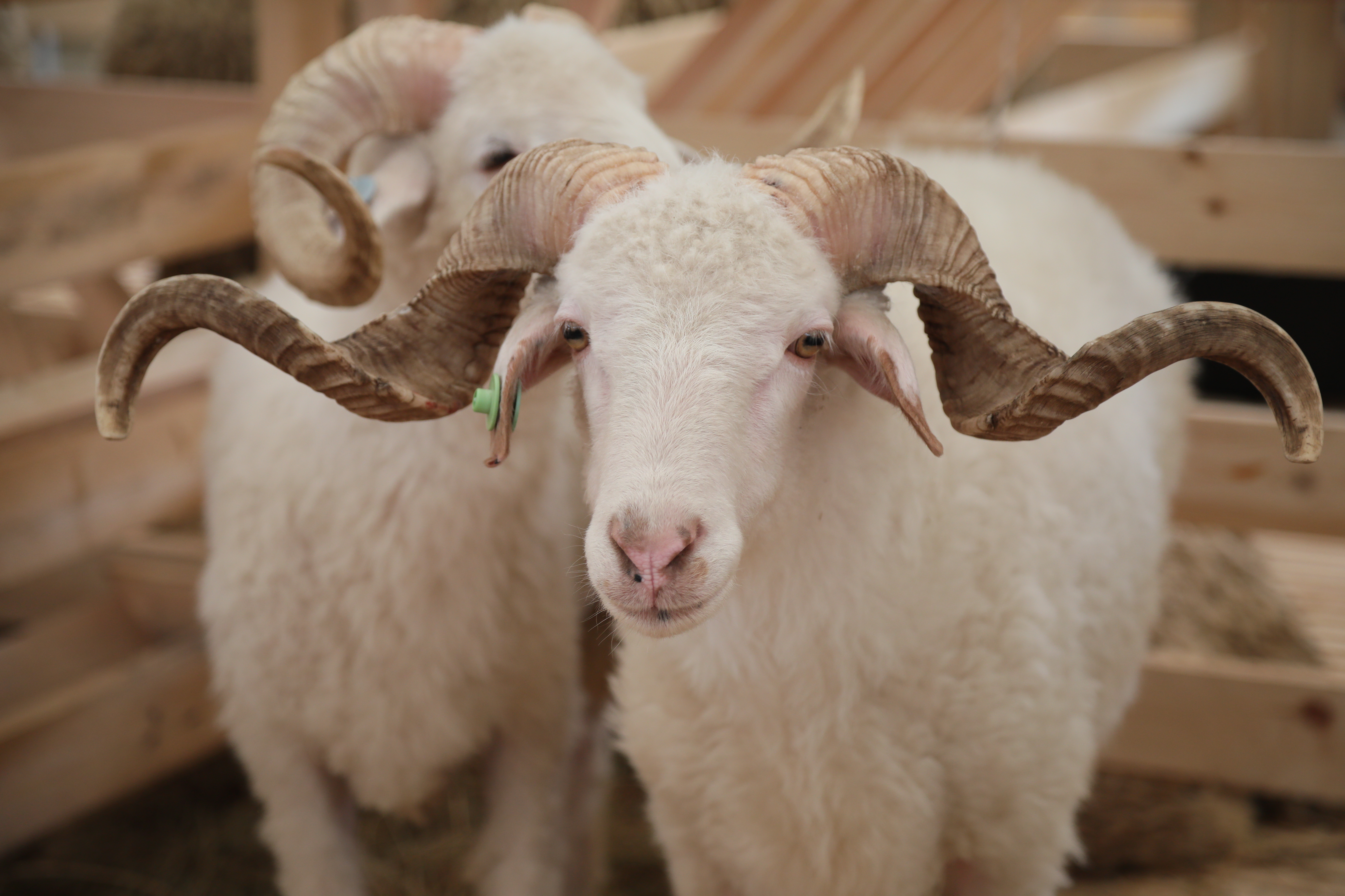 Более 20 овцеводческих хозяйств представят Дагестан на юбилейной 25-й Российской выставке племенных овец и коз