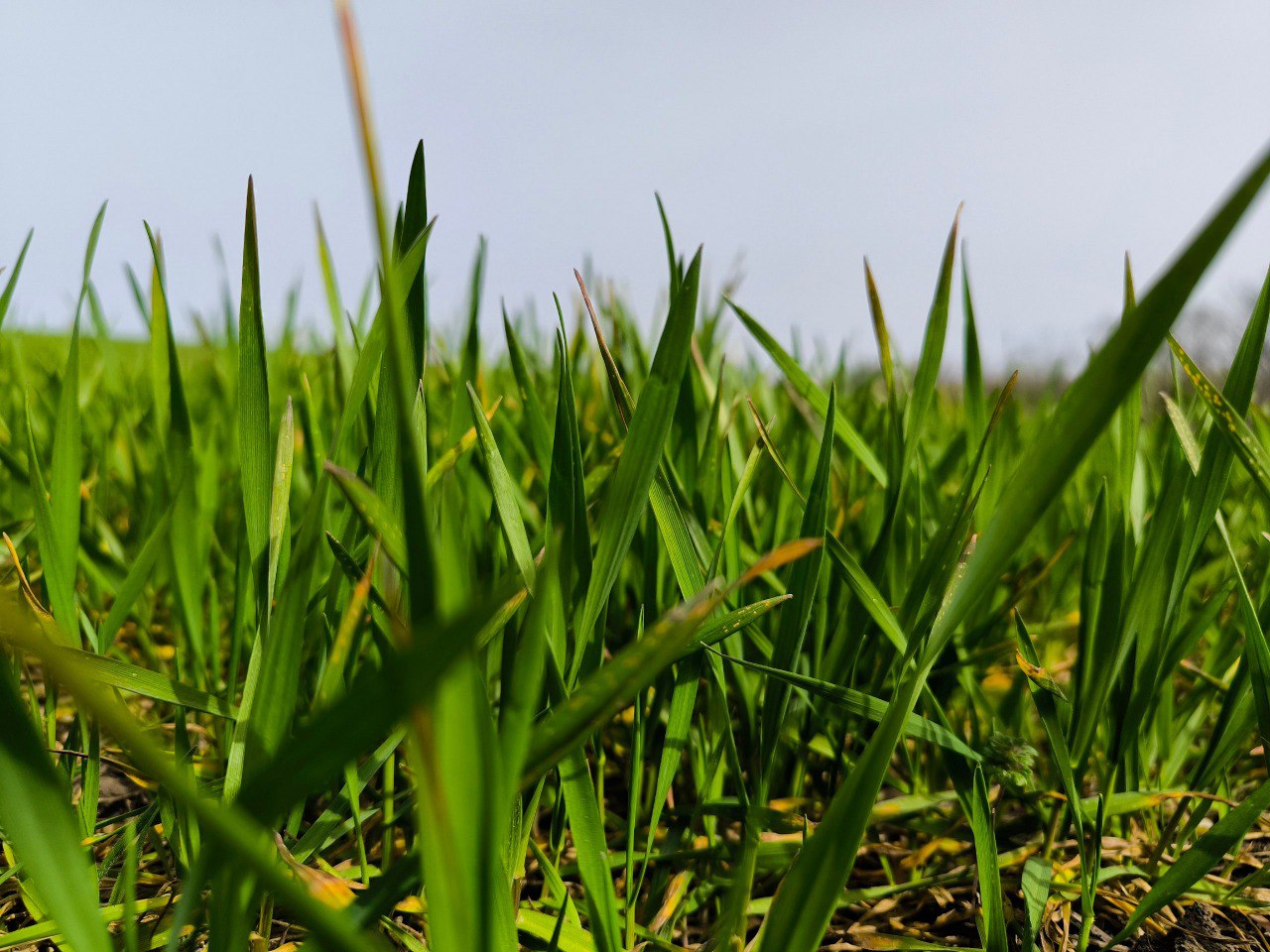 Аграрии ДНР начали подкормку озимых зерновых культур