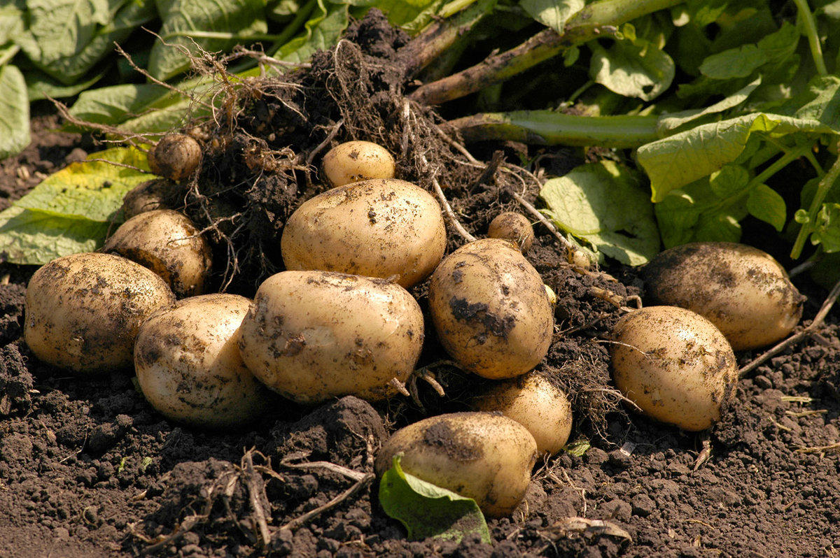 В Липецкой области продолжается сбор картофеля и овощей