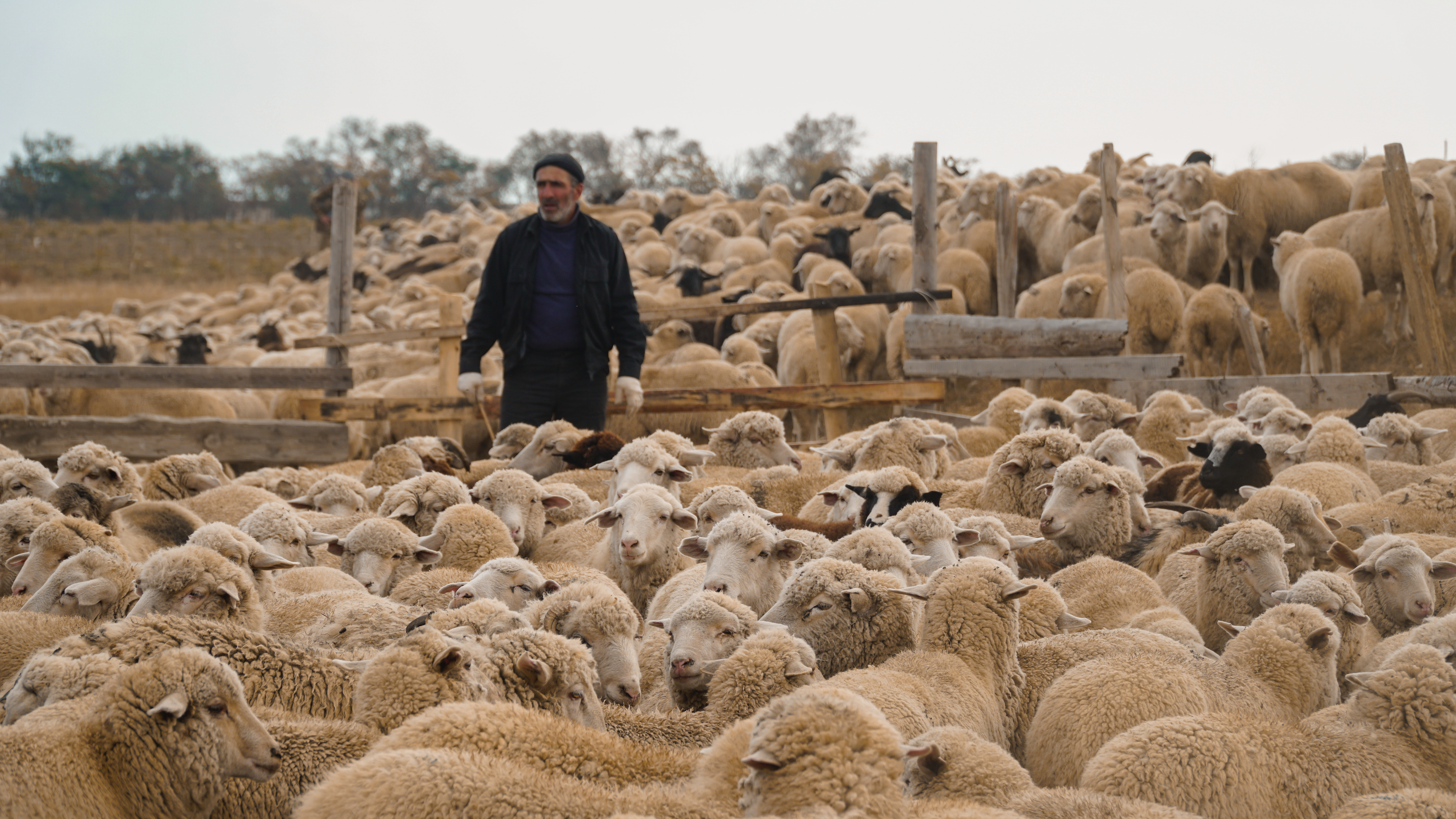 Аграрии Дагестана завершают осенний перегон скота и заготовку кормов