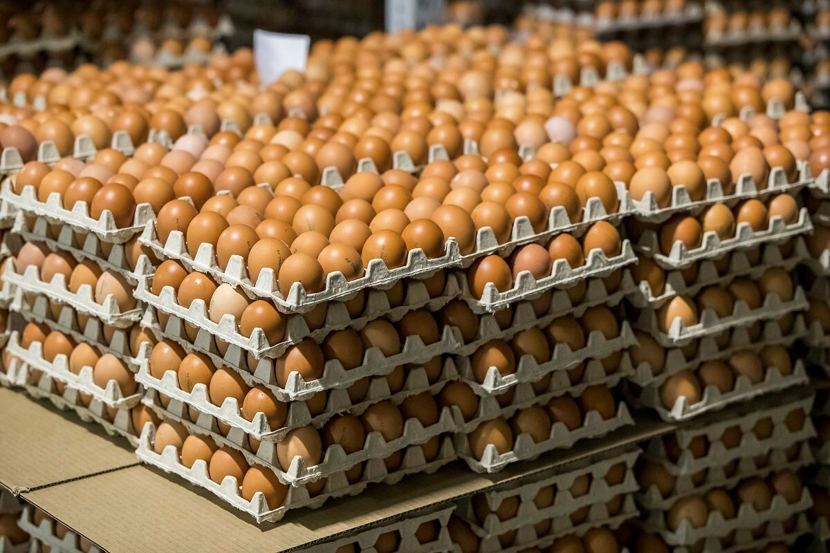 45 000 штук яиц привезли птицефабрики региона на главную сельскохозяйственную ярмарку Саратова