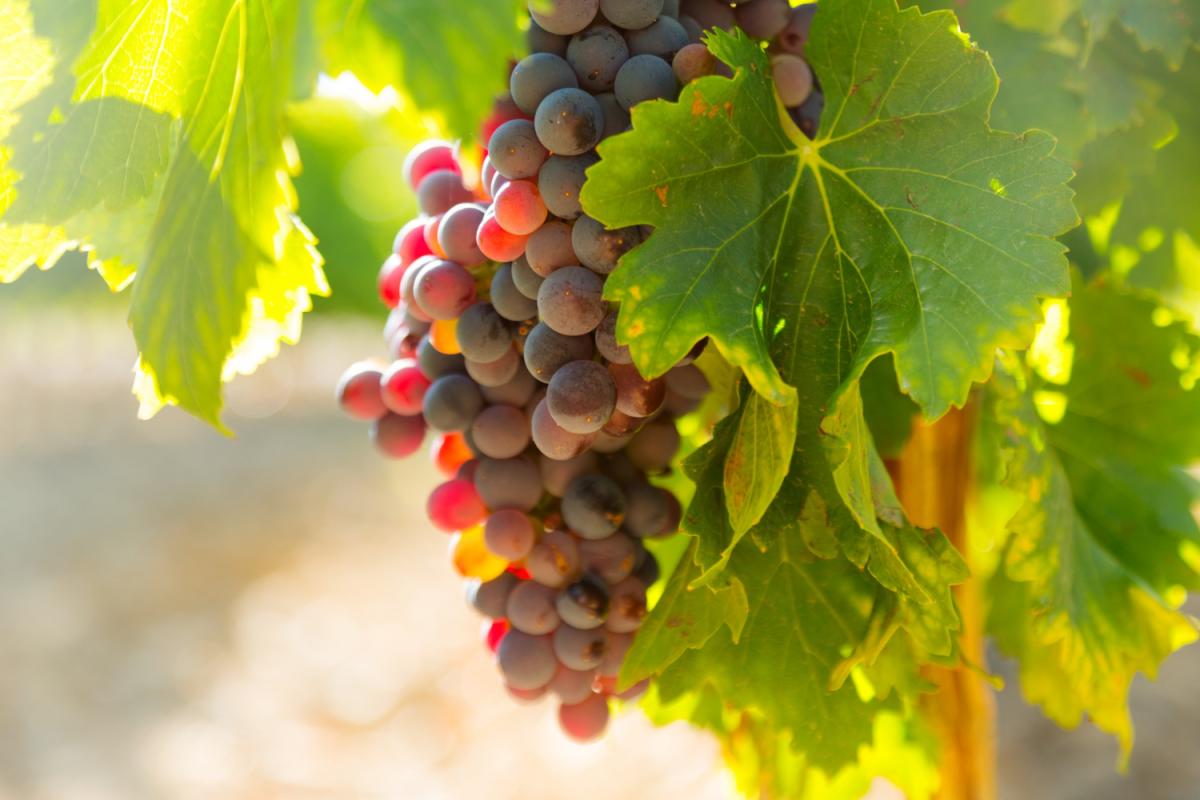 Российские ученые создали устройство для выращивания привитого посадочного материала винограда